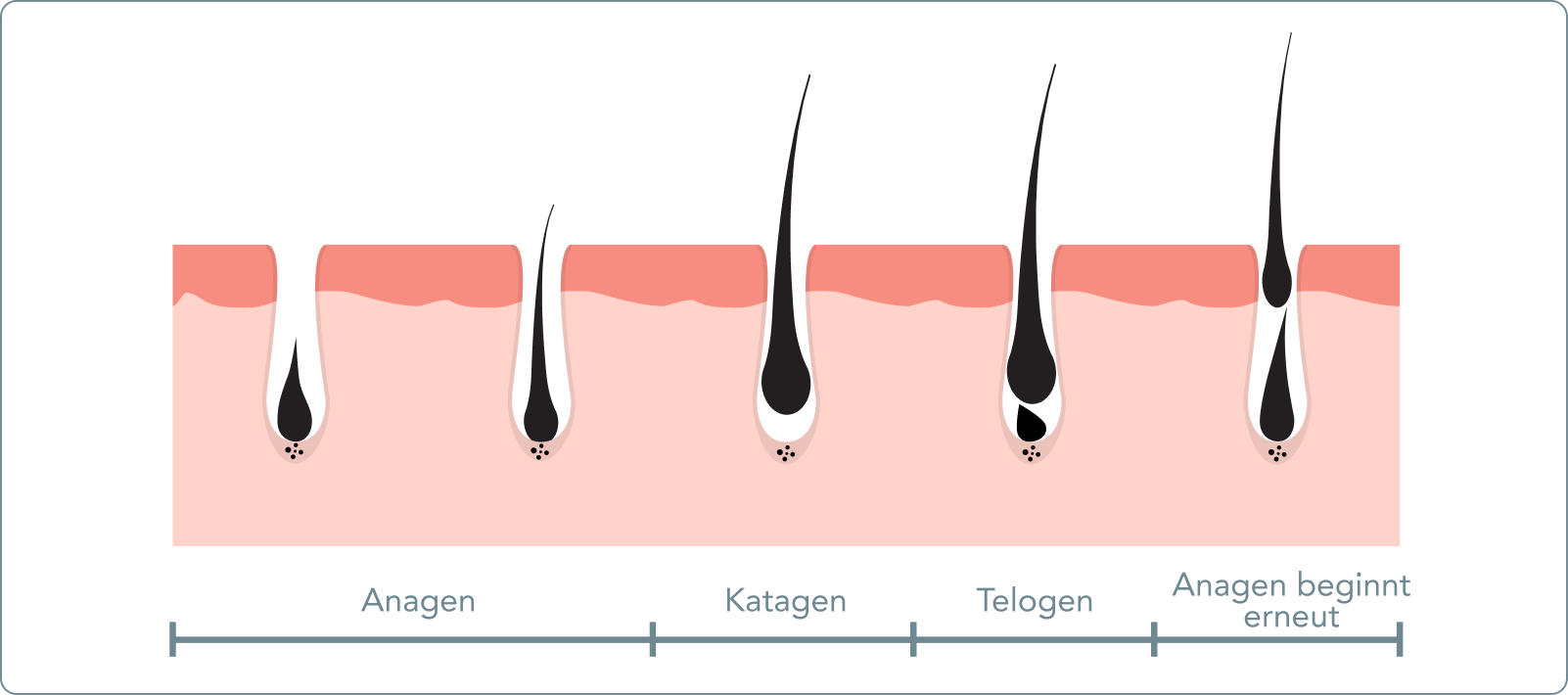Dauerhafte Haarentfernung - Wie verläuft der Haarzyklus?