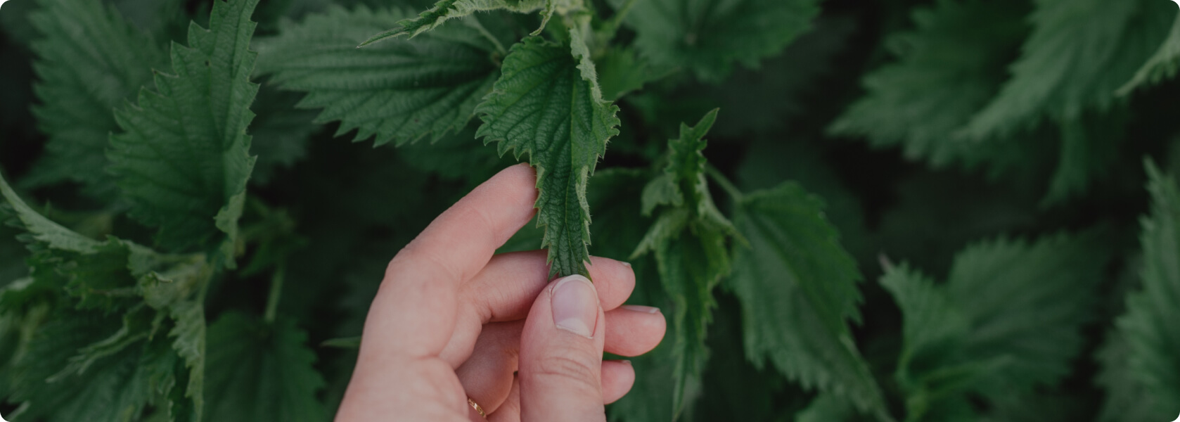 Kontaktallergie - Was ist eine toxische Kontaktdermatitis?