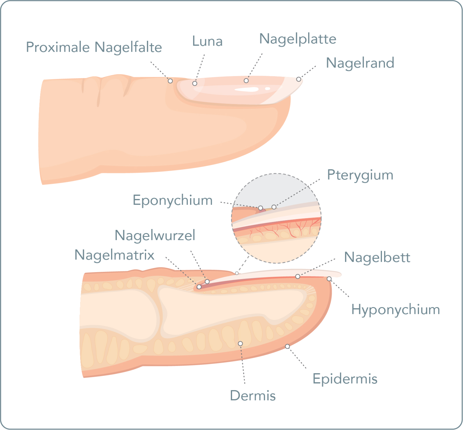 Nagelbettentzündung (Paronychie) - Wie ist der Nagel aufgebaut?