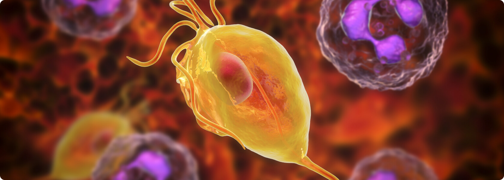 Trichomonaden (Trichomoniasis) - mäßig sauren oder neutralen pH-Wert bevorzugen