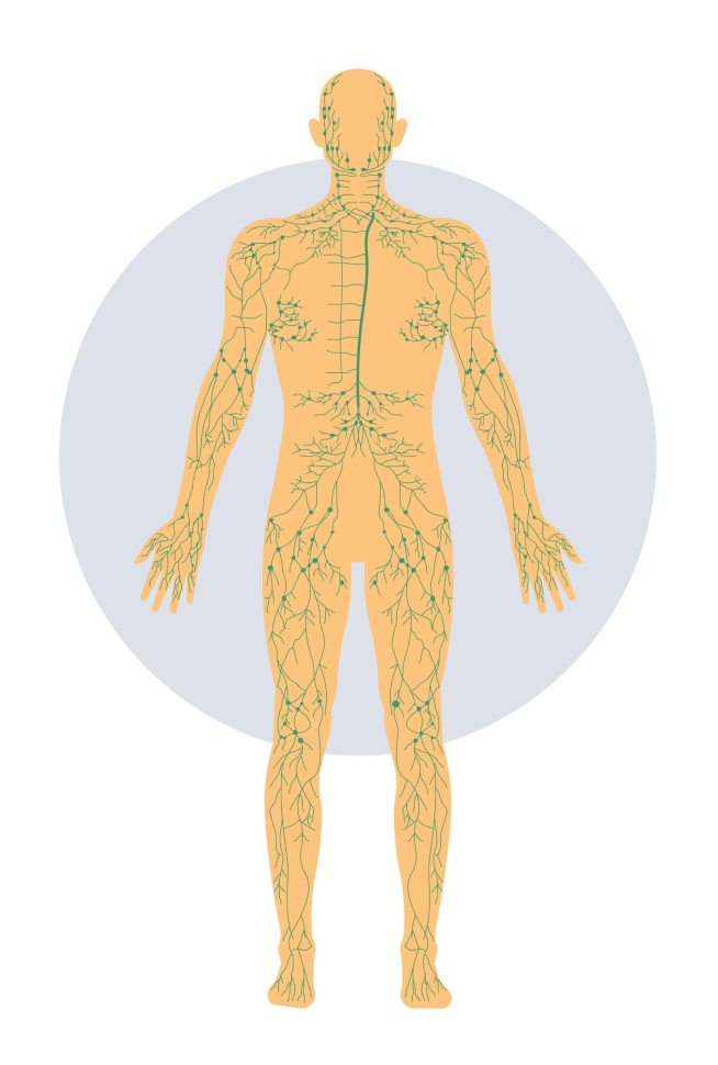 Lymphödem - Was ist die Aufgabe des Lymphsystems?