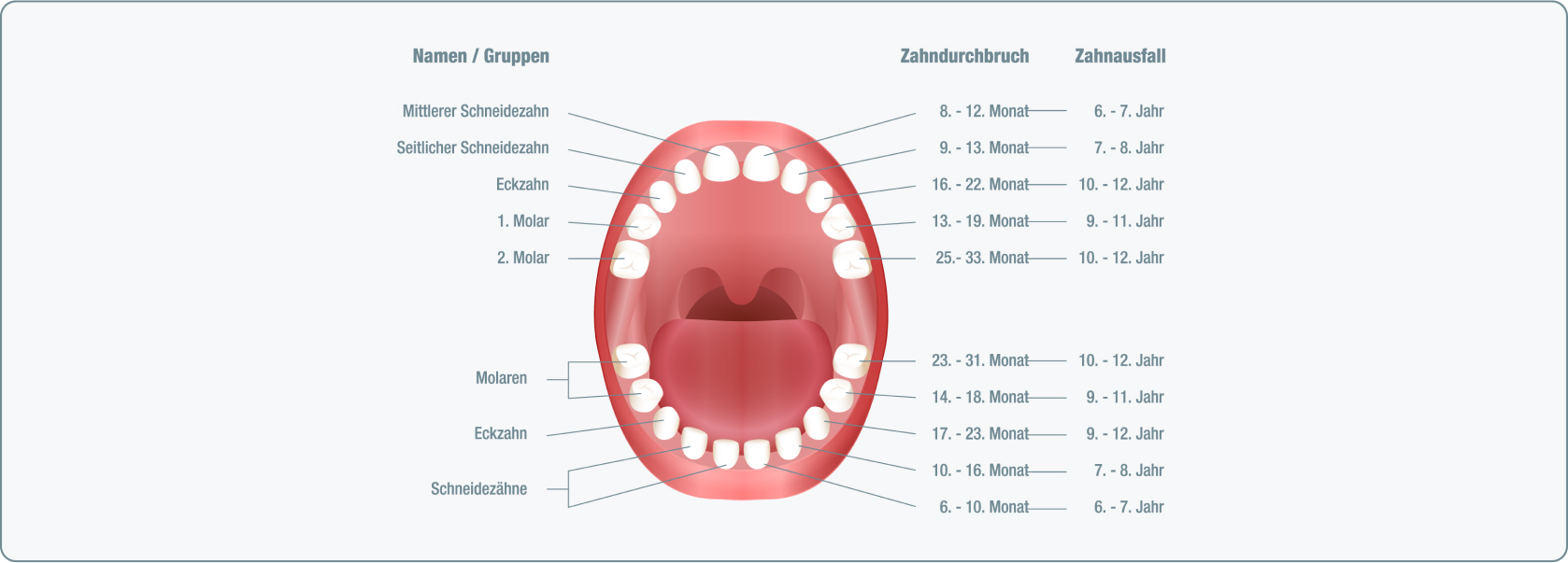Milchzähne - Wie ist das Milchzahngebiss aufgebaut?
