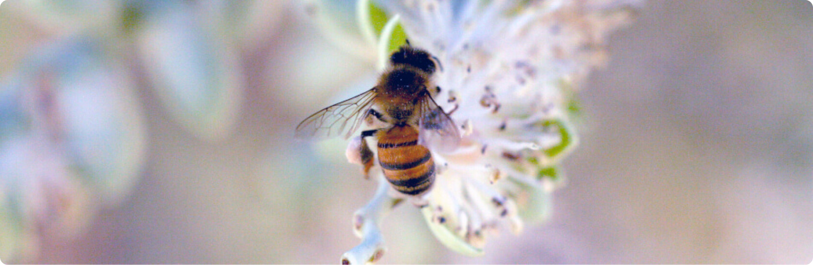 Propolis in der Zahnmedizin - Was ist Propolis?