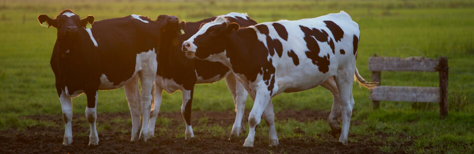Die Campylobacteriose wird von Wild- und Nutztieren auf den Menschen übertragen.